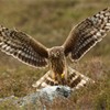 Hen harrier Circus cyaneus, adult female landing on rock in moorland breeding habitat, Glen tanar Estate, Scotland, June